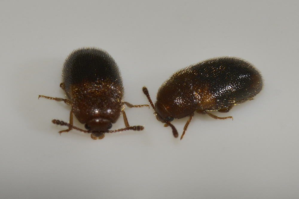 Triphyllus bicolor?